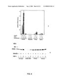 RAC-PK as a therapeutic agent or in diagnostics, screening method for agents and process for activating RAC-PK diagram and image