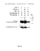 RAC-PK as a therapeutic agent or in diagnostics, screening method for agents and process for activating RAC-PK diagram and image