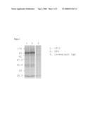 HUMAN CYTOMEGALOVIRUS NEUTRALISING ANTIBODIES AND USE THEREOF diagram and image