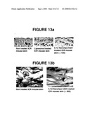 Preparation of Nanoliposome-Encapsulating Proteins and Protein-Encapsulated Nanoliposome diagram and image