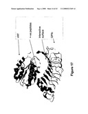 SYNTHETIC PLATELETS diagram and image