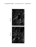 Three-Dimensional Scaffolds for Tissue Engineering Made by Processing Complex Extracts of Natural Extracellular Matrices diagram and image