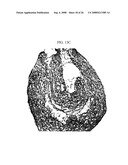 Three-Dimensional Scaffolds for Tissue Engineering Made by Processing Complex Extracts of Natural Extracellular Matrices diagram and image