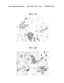 Three-Dimensional Scaffolds for Tissue Engineering Made by Processing Complex Extracts of Natural Extracellular Matrices diagram and image