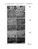 Oriented Zeolite Material and Method for Producing the Same diagram and image