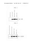 Human Protooncogene and Protein Encoded by Same, and Expression Vector Containing Same diagram and image