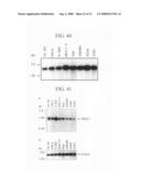 Human Protooncogene and Protein Encoded by Same, and Expression Vector Containing Same diagram and image