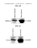 Human Protooncogene and Protein Encoded by Same, and Expression Vector Containing Same diagram and image