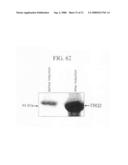 Human Protooncogene and Protein Encoded by Same, and Expression Vector Containing Same diagram and image