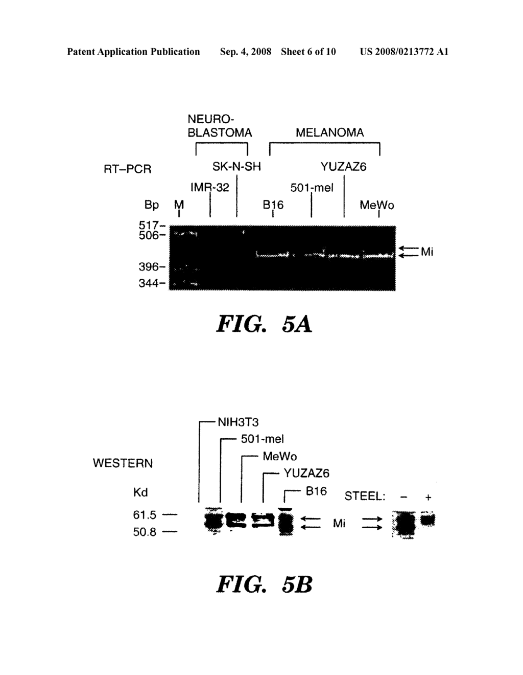 USE OF MICROPHTHALMIA FOR DIAGNOSIS, PROGNOSIS AND/OR TREATMENT OF MELANOMA - diagram, schematic, and image 07