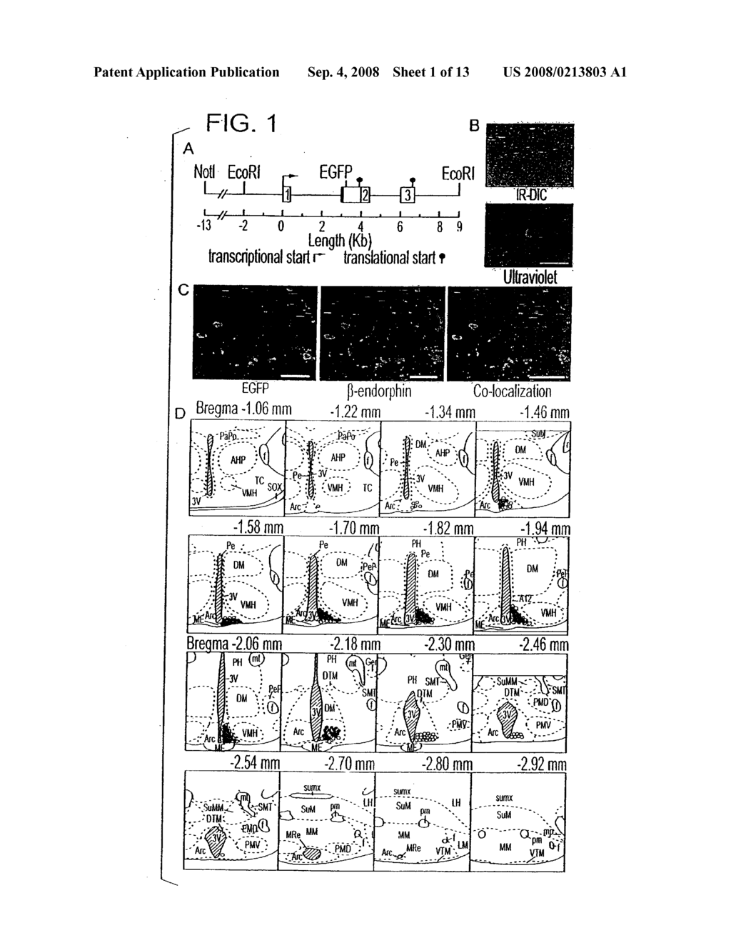 ASSESSMENT OF NEURONS IN THE ARCUATE NUCLEUS TO SCREEN FOR AGENTS THAT MODIFY FEEDING BEHAVIOR - diagram, schematic, and image 02