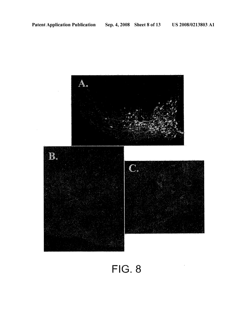 ASSESSMENT OF NEURONS IN THE ARCUATE NUCLEUS TO SCREEN FOR AGENTS THAT MODIFY FEEDING BEHAVIOR - diagram, schematic, and image 09