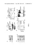 Enhancement of Th2-Dependent and Inflammatory Response diagram and image