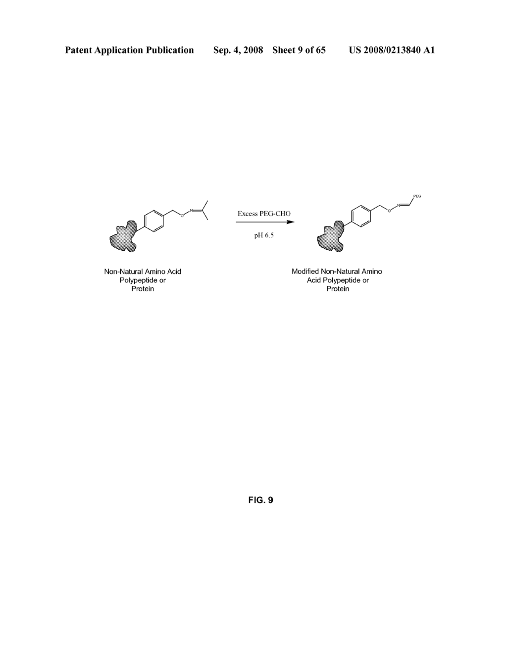 Compositions Containing, Methods Involving, and Uses of Non-Natural Amino Acids and Polypeptides - diagram, schematic, and image 10