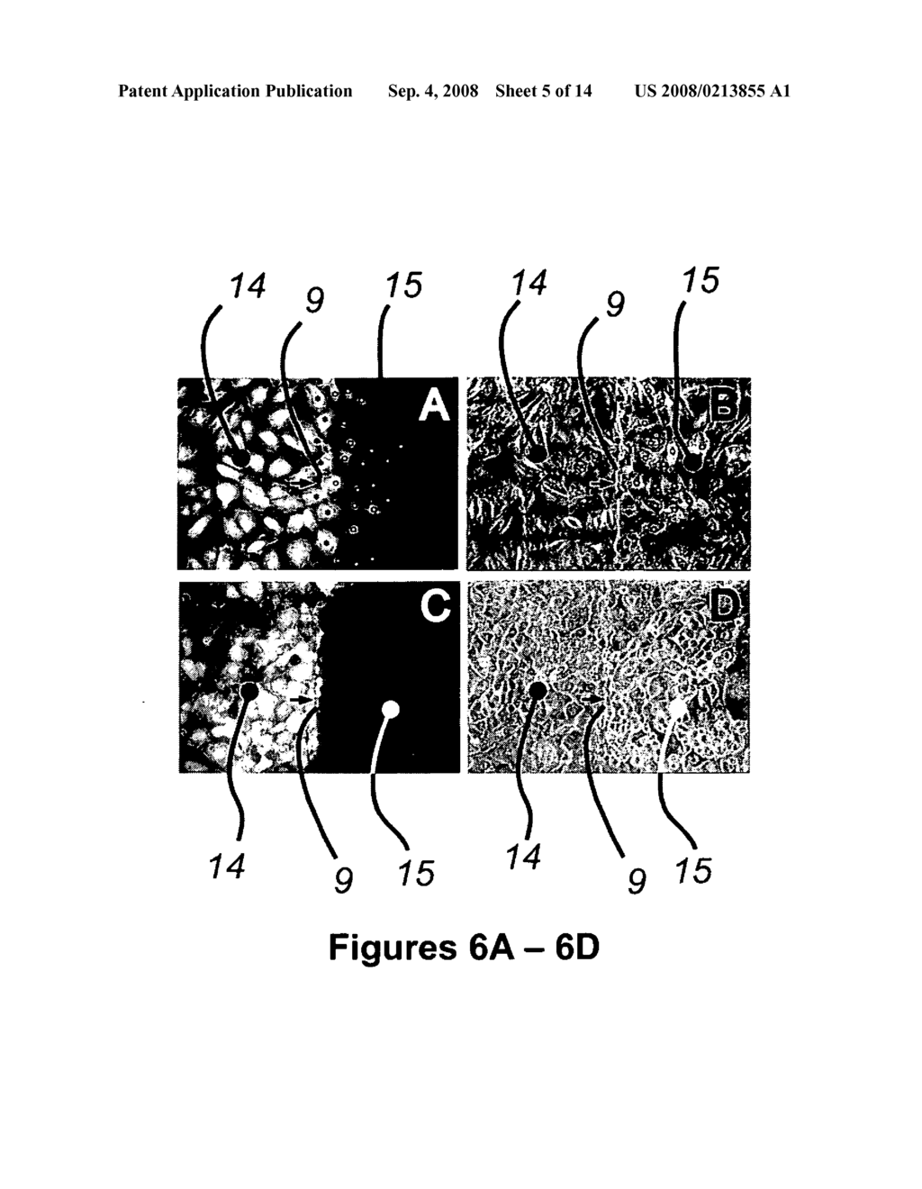 Planar electroporation apparatus and method - diagram, schematic, and image 06