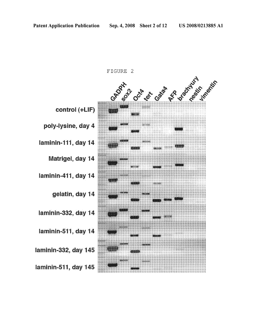 COMPOSITION AND METHOD FOR ENABLING PROLIFERATION OF PLURIPOTENT STEM CELLS - diagram, schematic, and image 03