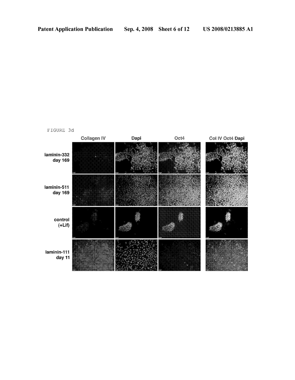 COMPOSITION AND METHOD FOR ENABLING PROLIFERATION OF PLURIPOTENT STEM CELLS - diagram, schematic, and image 07