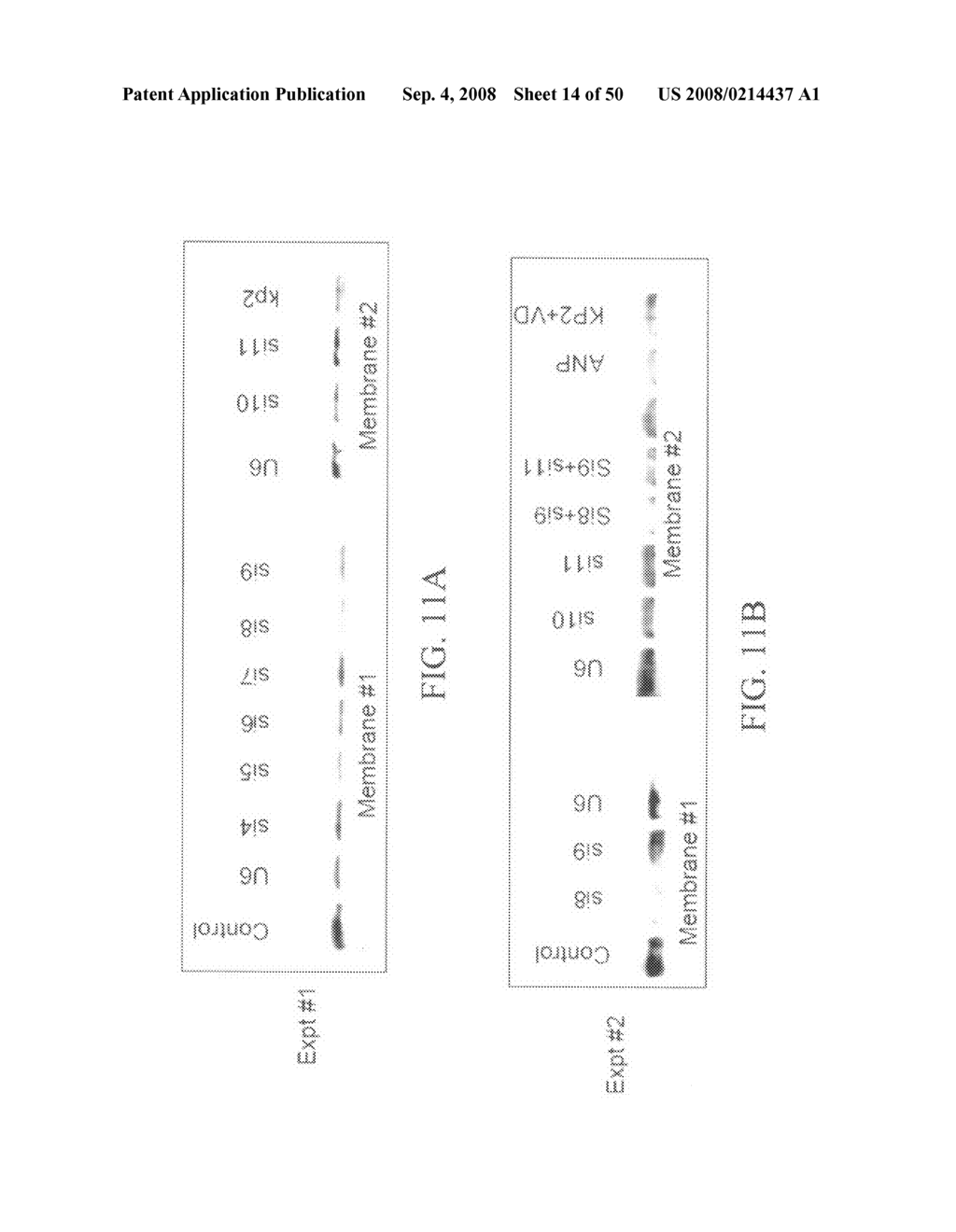 Methods and compositions for reducing activity of the atrial natriuretic peptide receptor and for treatment of diseases - diagram, schematic, and image 15