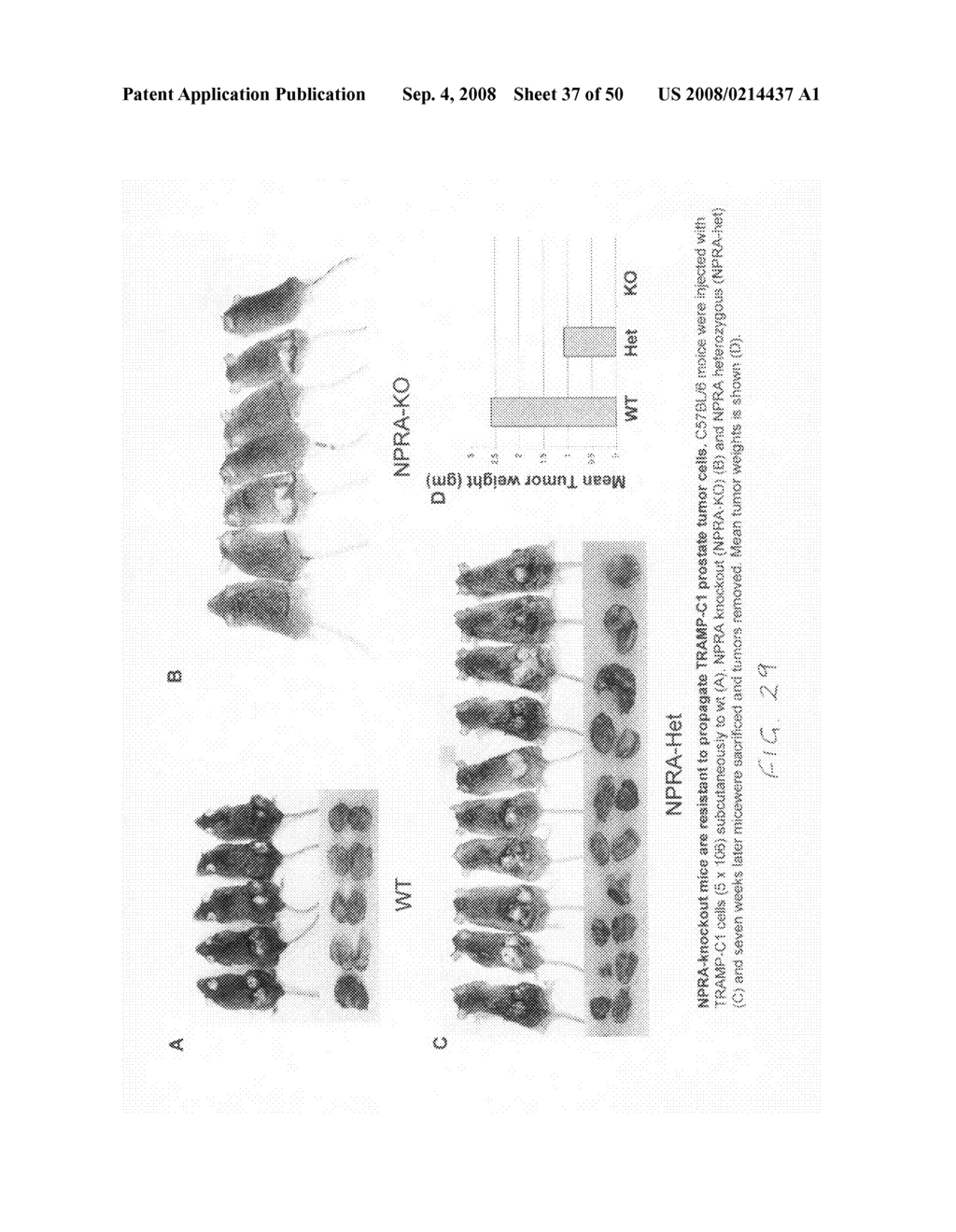 Methods and compositions for reducing activity of the atrial natriuretic peptide receptor and for treatment of diseases - diagram, schematic, and image 38