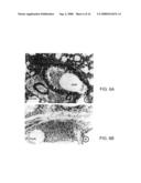 Small Peptides And Methods For Blocking IgE Mediated Activation Of An Immune Cell diagram and image
