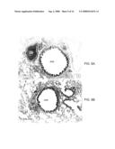 Small Peptides And Methods For Blocking IgE Mediated Activation Of An Immune Cell diagram and image