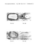 Small Peptides And Methods For Blocking IgE Mediated Activation Of An Immune Cell diagram and image