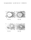 Small Peptides And Methods For Blocking IgE Mediated Activation Of An Immune Cell diagram and image