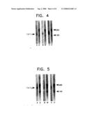 Antisense-oligonucleotides for the treatment of immuno-suppressive effects of transforming growth factor-beta (TGF-beta) diagram and image