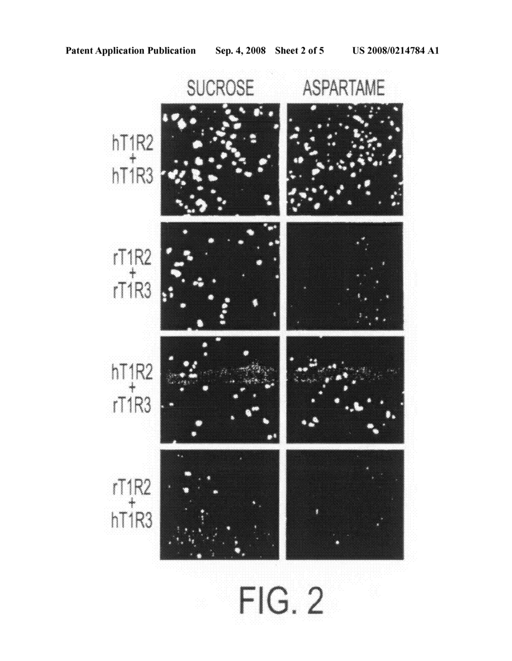 HUMAN T1R2 TASTE RECEPTOR POLYPEPTIDES - diagram, schematic, and image 03