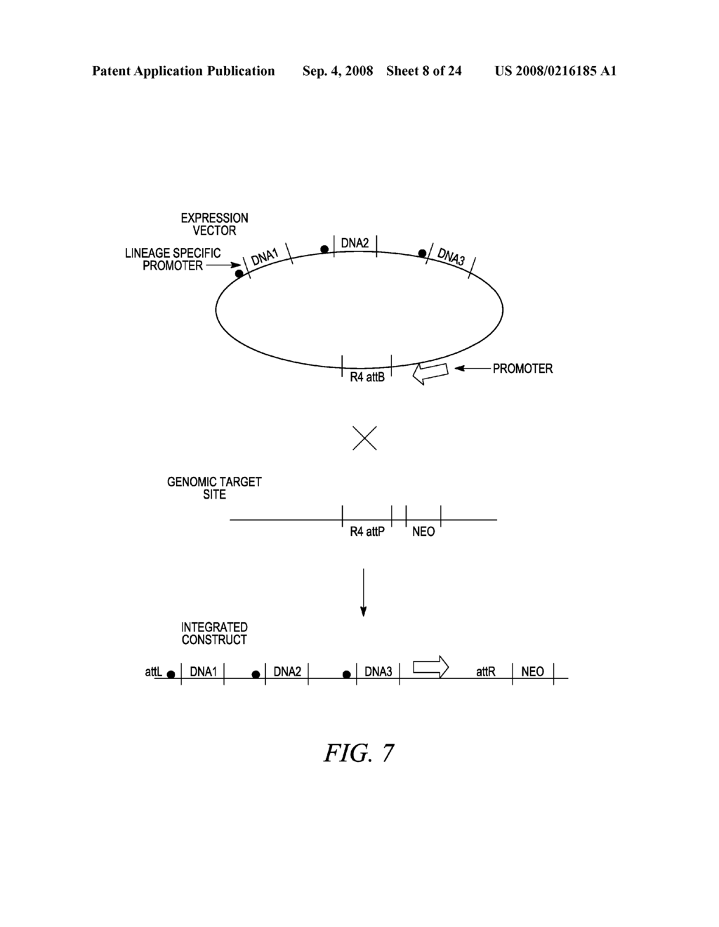 Compositions and Methods for Genetic Manipulation and Monitoring of Cell Lines - diagram, schematic, and image 09