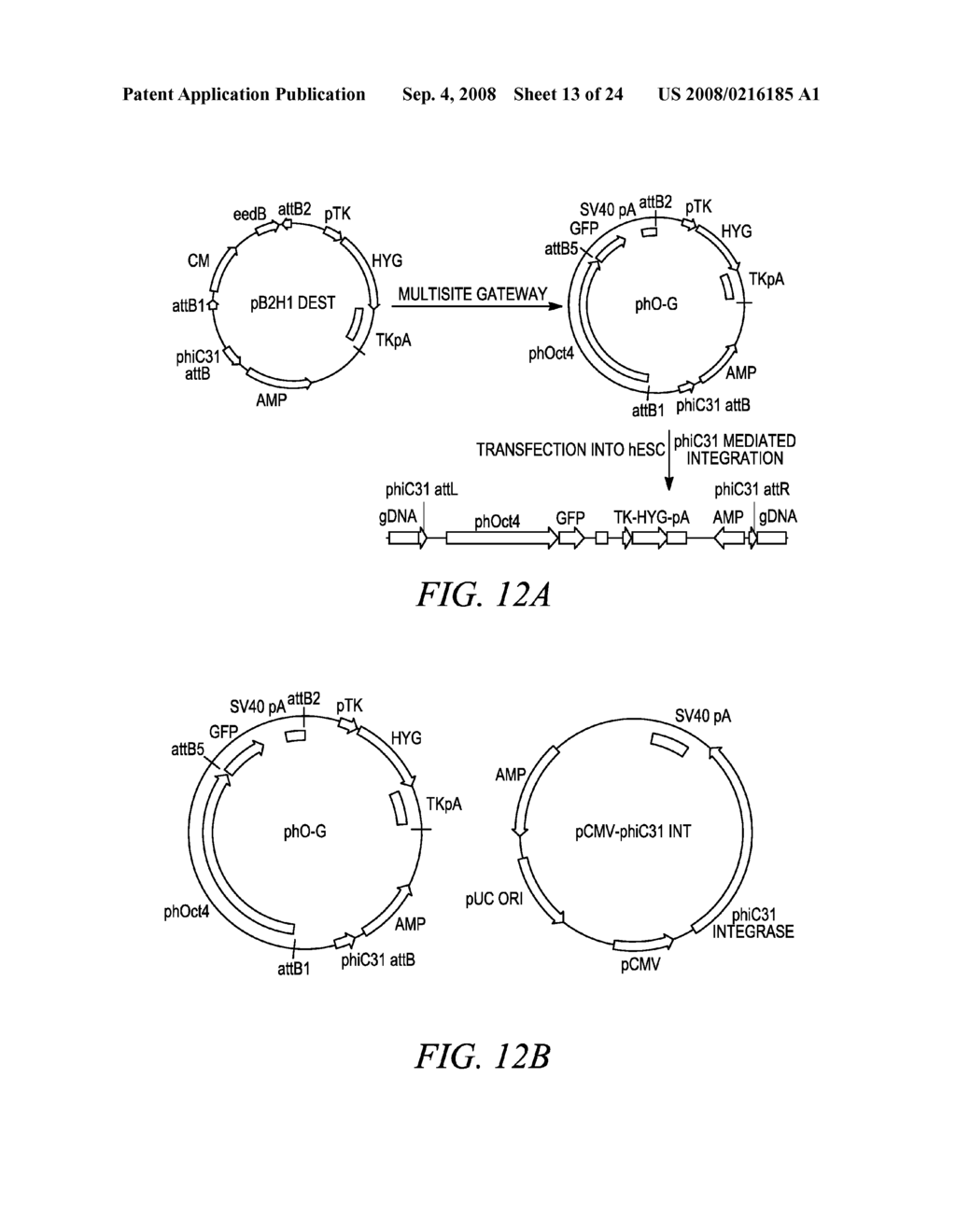 Compositions and Methods for Genetic Manipulation and Monitoring of Cell Lines - diagram, schematic, and image 14
