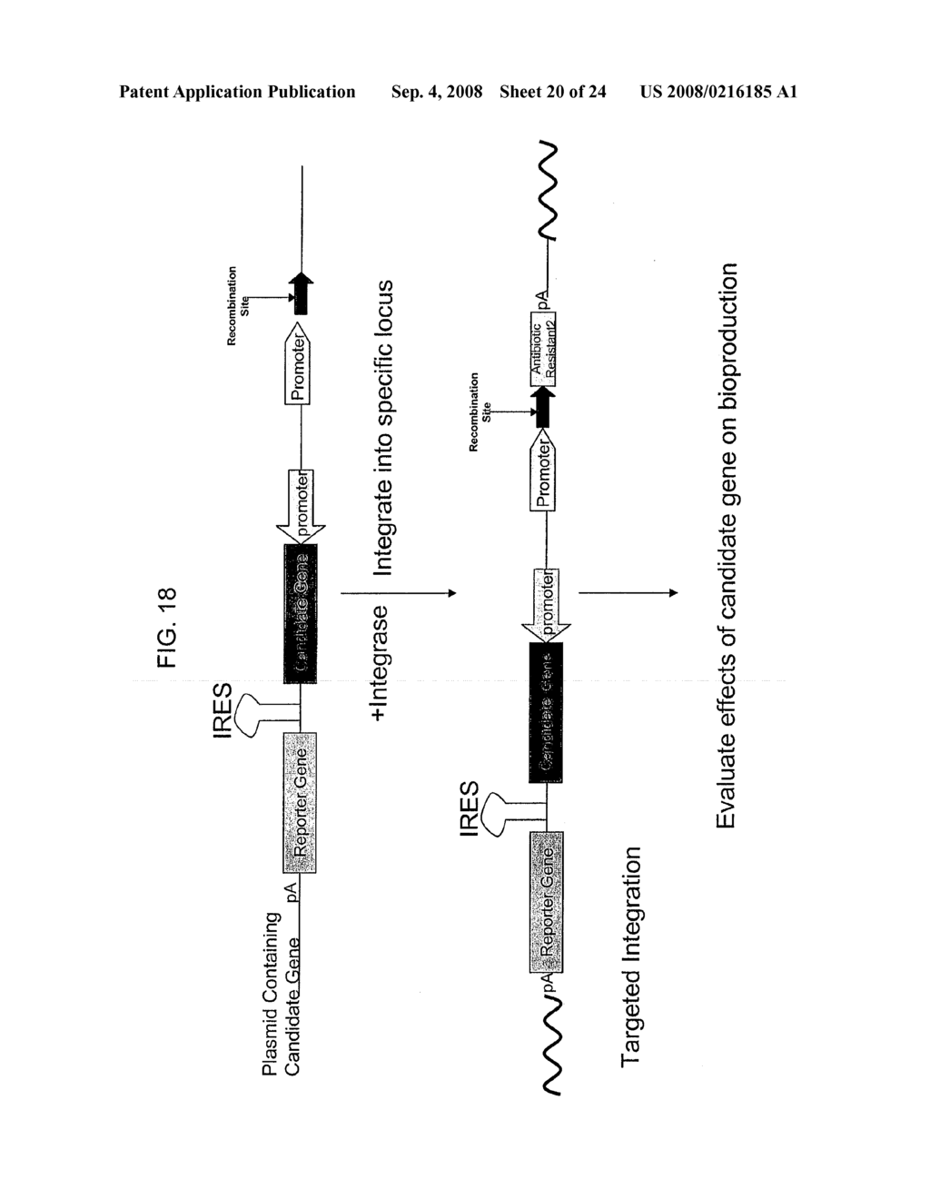 Compositions and Methods for Genetic Manipulation and Monitoring of Cell Lines - diagram, schematic, and image 21