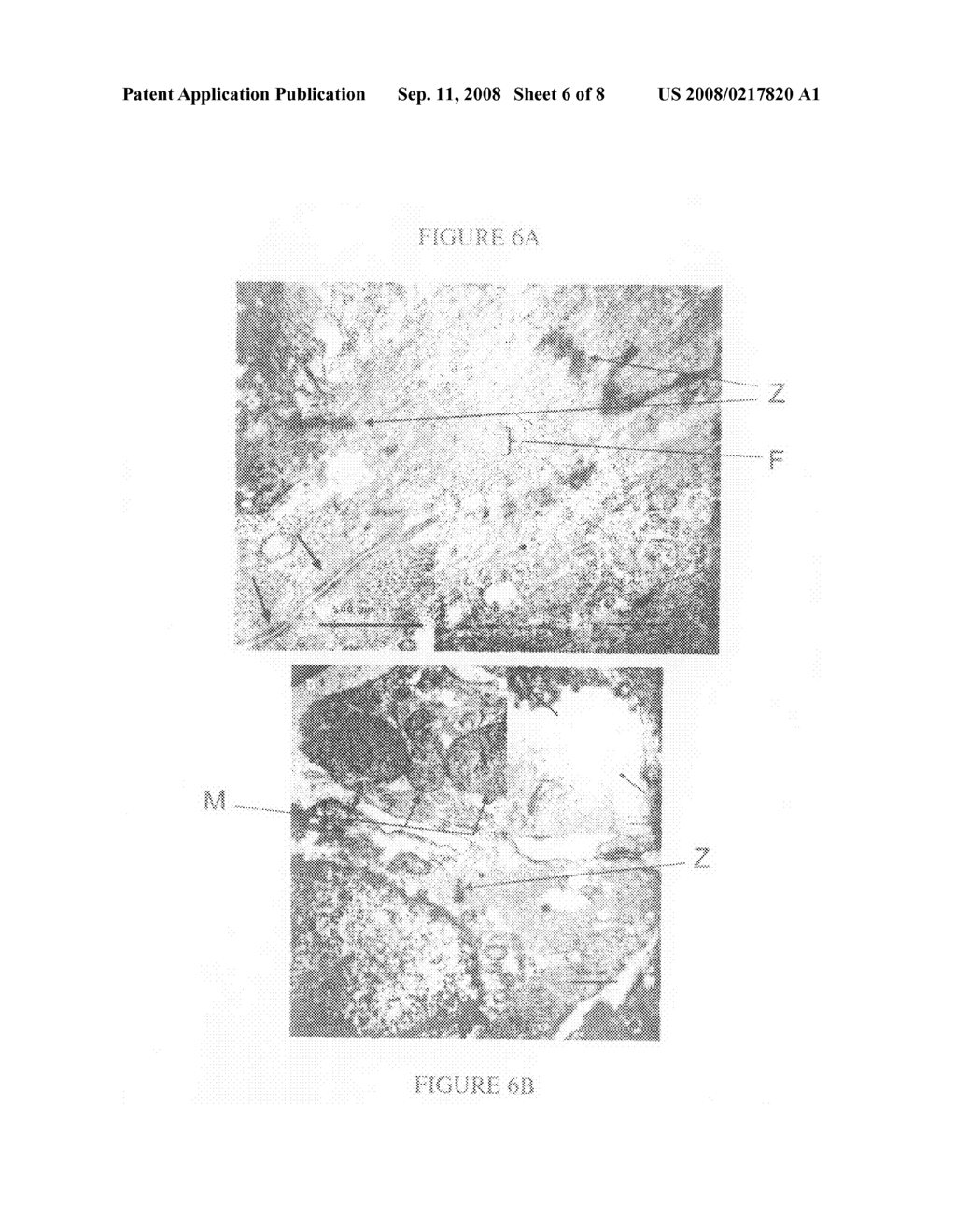 Tissue scaffold having aligned fibrils, apparatus and method for producing the same, and artificial tissue and methods of use thereof - diagram, schematic, and image 07