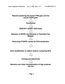 Process For the Preparation of Glycosylated Interferon Beta diagram and image