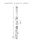 HLA HOMOZYGOUS CELLS AND METHODS OF USE THEREOF diagram and image