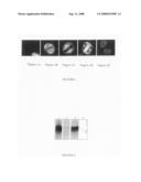 Novel Phosphorylated Phosphatase Cdc25b Sequences, Antibodies Directed Against Said Sequences and Uses Thereof diagram and image