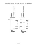 MODIFIED BOUGANIN PROTEINS, CYTOTOXINS AND METHODS AND USES THEREOF diagram and image