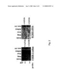 Her-2 binding antagonists diagram and image