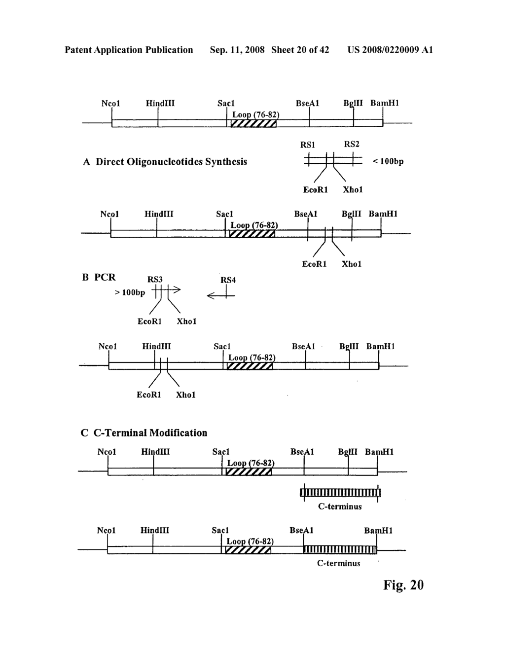 Rodent hepatitis B virus core proteins as vaccine platforms and methods of thereof - diagram, schematic, and image 21