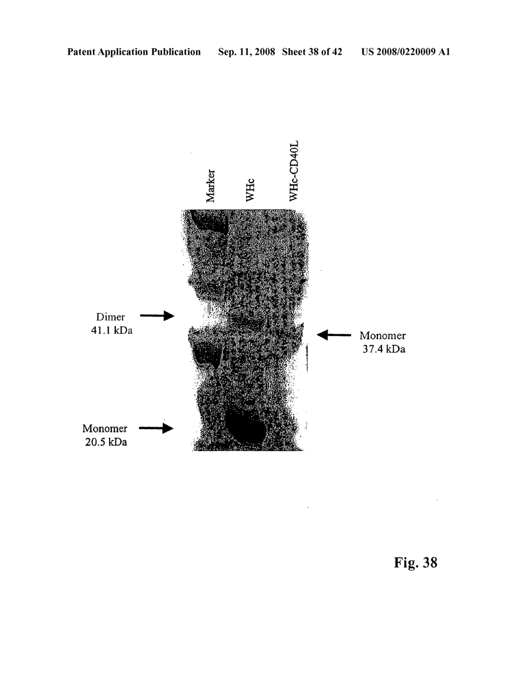 Rodent hepatitis B virus core proteins as vaccine platforms and methods of thereof - diagram, schematic, and image 39