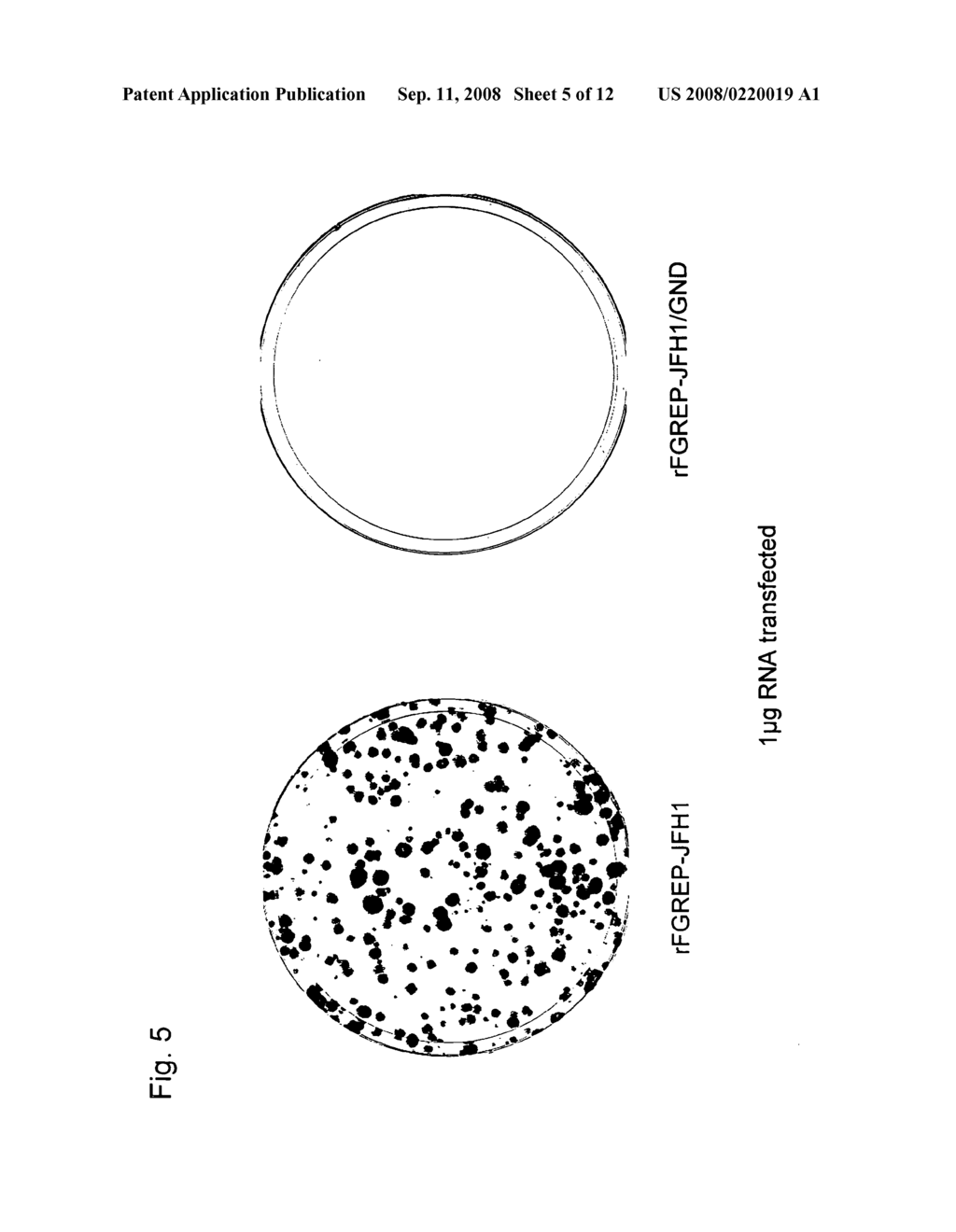 Nucleic Acid Construct Containing Fulllength Genome of Human Hepatitis C Virus, Recombinant Fulllength Virus Genome-Replicating Cells Having the Nucleic Acid Construct Transferred Thereinto and Method of Producing Hepatitis C Virus Particle - diagram, schematic, and image 06