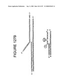 Methods and Compositions for Detecting Target Sequences diagram and image