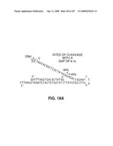 Methods and Compositions for Detecting Target Sequences diagram and image