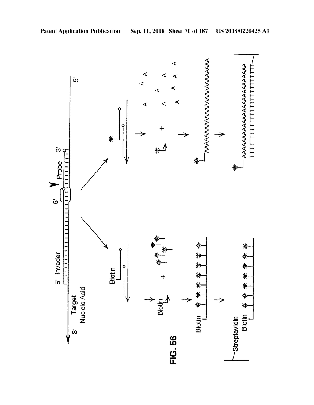 Methods and Compositions for Detecting Target Sequences - diagram, schematic, and image 71