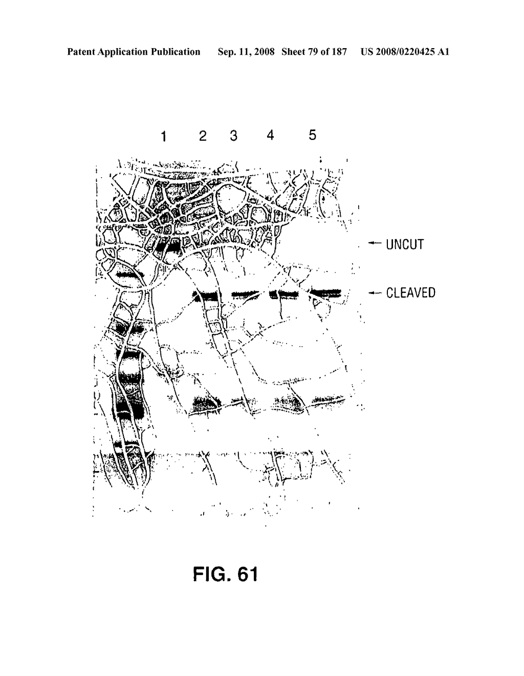 Methods and Compositions for Detecting Target Sequences - diagram, schematic, and image 80