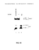 Methods and Compositions for Detecting Target Sequences diagram and image