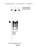 Methods and Compositions for Detecting Target Sequences diagram and image