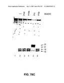 Methods and Compositions for Detecting Target Sequences diagram and image