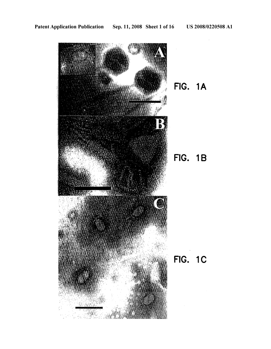 BACTERIOPHAGES THAT INFECT BACILLUS BACTERIA (ANTHRAX) - diagram, schematic, and image 02