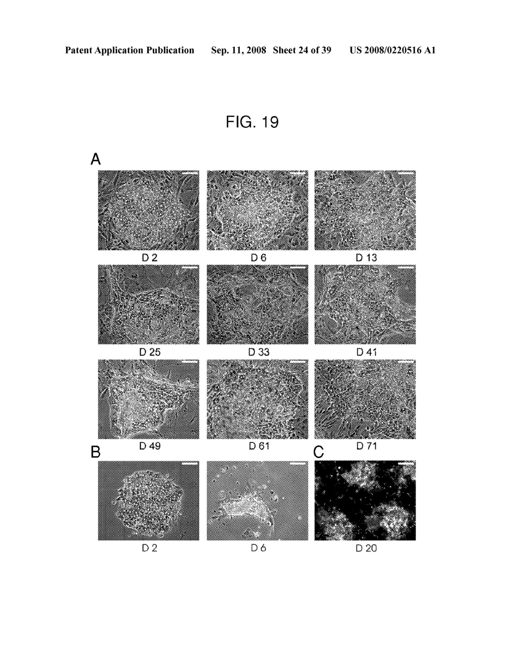 Multi-well micropatterning by ablation - diagram, schematic, and image 25